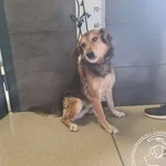 Imię: Przyjęty: 2025-04-10 Płeć: Pies Opis: mieszaniec, czarne - podpalane Wiek: ok. 13 lat