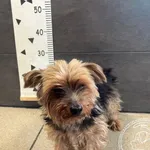 Przyjęty: 2025-05-06 Gmina: Chełmek Płeć: Pies Opis: York sherrier terrier, stalowo-złote