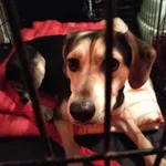 Znaleziono psa, Sosnowiec, 1 maja 2025