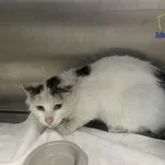 Znaleziono kota, Szczecin, 5 maja 2025