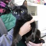 Znaleziono kota, Łódź, 5 maja 2025