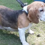 Znaleziono psa, Nowa Krępa, 16 kwietnia 2025