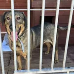 Pies do adopcji, Gorzów Wielkopolski, 6 maja 2025
