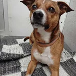 Znaleziono psa, Lublin, 5 maja 2025