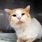 Znaleziono kota, Gdańsk, 6 maja 2025