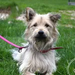 Pies do adopcji, Chełmek, 17 kwietnia 2025