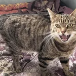 Kot do adopcji, Bełchatów, 12 marca 2024