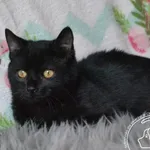 Kot do adopcji, Chełmek, 27 grudnia 2024