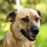 Pies do adopcji, Nowodwór, 7 maja 2025