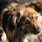 Pies do adopcji, Nowodwór, 7 maja 2025