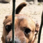 Pies do adopcji, Bełchatów, 5 lutego 2025