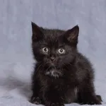 Kot do adopcji, Gdańsk, 6 maja 2025