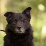 Pies do adopcji, Nowodwór, 7 maja 2025