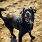 Pies do adopcji, Dłużyna Górna, 7 maja 2025