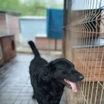 Pluto - fantastyczny LABRADOR mix szuka domu!