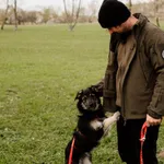 Pies do adopcji, Nowodwór, 7 maja 2025