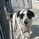 Pies do adopcji, Racibórz, 14 lipca 2025