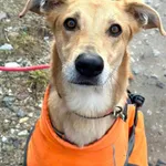 Stella - cudowna suczka za kratami, adoptuj!