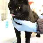 Znaleziono kota, Łódź, 6 maja 2025