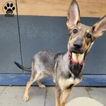 Znaleziono psa, Gdynia, 26 kwietnia 2025