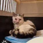 Znaleziono kota, Gdynia, 16 kwietnia 2025