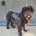 Znaleziono psa, Gdynia, 5 maja 2025