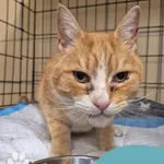 Znaleziono kota, Gdynia, 1 maja 2025