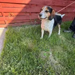 Znaleziono psa, Czartki, 8 maja 2025