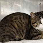 Znaleziono kota, Gdańsk, 7 maja 2025