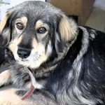 Znaleziono psa, Pieckowo, 7 kwietnia 2025