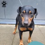 Znaleziono psa, Gdynia, 5 maja 2025