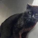 Znaleziono kota, Gdańsk, 7 maja 2025