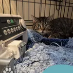 Znaleziono kota, Gdynia, 13 kwietnia 2025