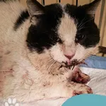 Znaleziono kota, Gdynia, 13 kwietnia 2025