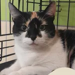 Znaleziono kota, Gdynia, 9 kwietnia 2025