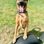 Pies do adopcji, Piła, 6 marca 2025