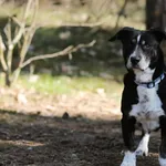 Pies do adopcji, Piła, 18 lutego 2025