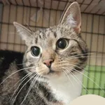 Znaleziono kota, Gdynia, 8 kwietnia 2025