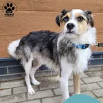 Znaleziono psa, Gdynia, 12 kwietnia 2025