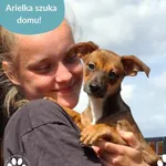 Pies do adopcji, Dąbrówka, 8 maja 2025