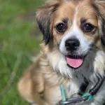 Pies do adopcji, Jelenia Góra, 5 marca 2025