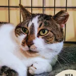 Kot do adopcji, Gdynia, 8 maja 2025