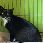 Znaleziono kota, Toruń, 8 maja 2025