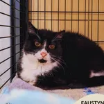 Kot do adopcji, Gdynia, 8 maja 2025