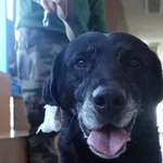 Znaleziono psa, Gdańsk, 8 maja 2025