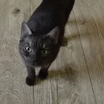 Kot do adopcji, Oborniki, 17 kwietnia 2025