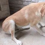 Mączek to pies przywieziony w dniu 05.05.2025r z terenu gm. Trojanów, bardzo stary, kontaktowy, spokojny