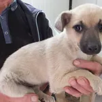 Masza to suczka przywieziona w dniu 05.05.2025r, z terenu gm. Górzno, szczenię, kontaktowa, miła