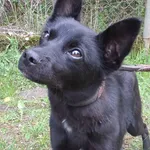 Majowy to pies przywieziony w dniu 05.05.2025r z terenu gm. Stoczek Łukowski, nieduży, drobny, kontaktowy, miły, uległy, młody