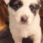 Kulek to piesek przywieziony w dniu 28.04.2025r z terenu gm. Platerów, szczenię, kontaktowy,miły